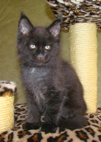     Catsvill County!   !    !       !!!    Catsvill County +7-926-544-74-09     .   ,   ,   ,    ,   ,  ,     ,   -,    ,   !
